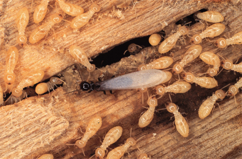 How To Get Rid of Flying Termites