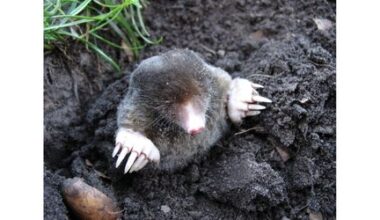 SIGNS OF MOLE IN YARD